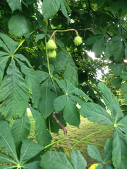 Aesculus hippocastanum