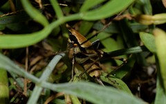 Eupholidoptera smyrnensis