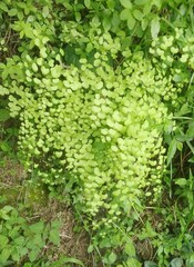 Adiantum