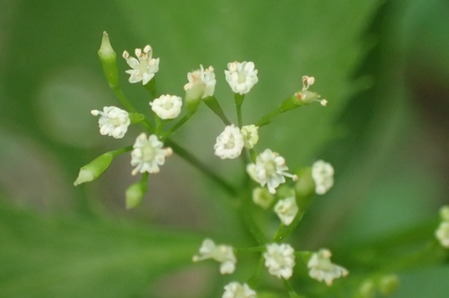 Canadian honewort (Cryptotaenia canadensis)