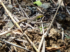 Cnemidophorus gramivagus