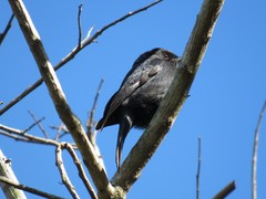 Melaenornis pammelaina ater