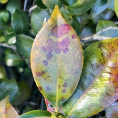 Phyllosticta camelliae