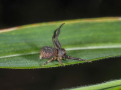 Pycnaxis