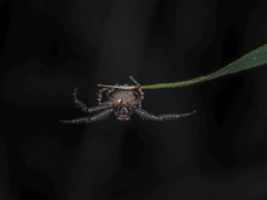 Pycnaxis