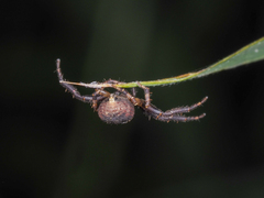 Pycnaxis