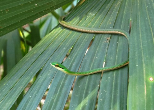 Leptophis occidentalis