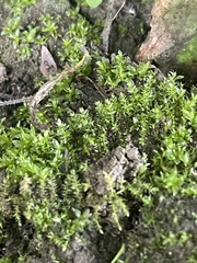 Physcomitrium patens