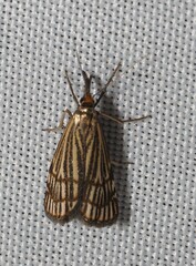 Chrysocramboides craterella