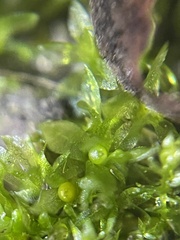 Physcomitrium patens