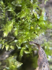 Physcomitrium patens