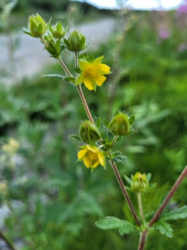 rough cinquefoil