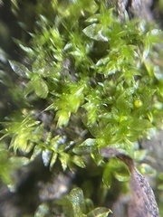 Physcomitrium patens