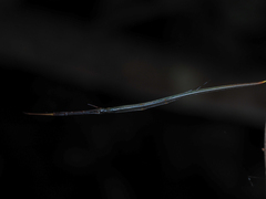 Ariamnes cylindrogaster