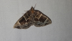 Gandaritis atricolorata