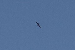 Corvus corax sinuatus