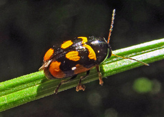 Cryptocephalus anticus