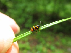 Cryptocephalus anticus