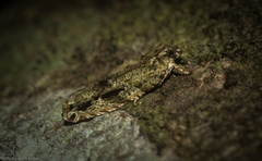 Metrioglypha phyllodes