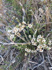 Diosma passerinoides