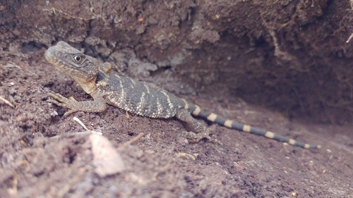 Flathead Knob-scaled Lizard