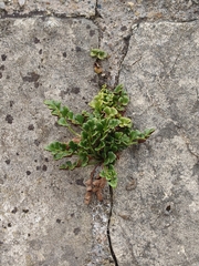 Asplenium ruta-muraria