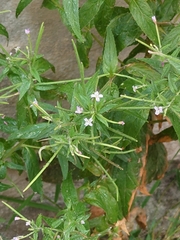Epilobium