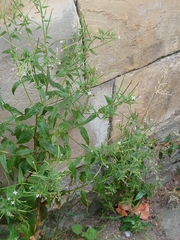 Epilobium