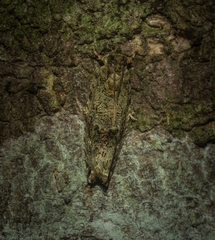 Metrioglypha phyllodes