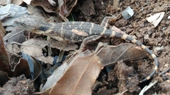 Xenosaurus platyceps