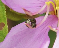Ceratina unimaculata