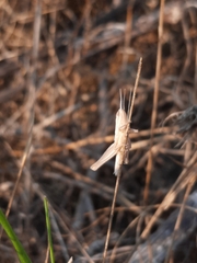 Euchorthippus elegantulus