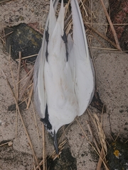 Thalasseus sandvicensis