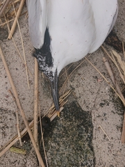 Thalasseus sandvicensis