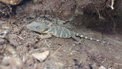 Xenosaurus platyceps