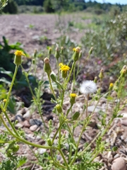 Senecio viscosus