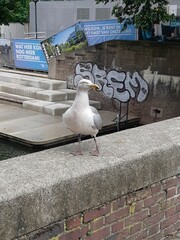 Larus argentatus