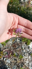 Iberis umbellata
