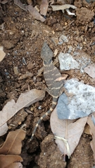 Xenosaurus platyceps