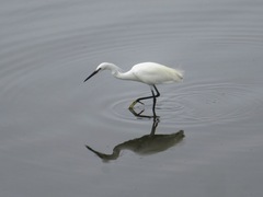 Egretta garzetta