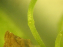 Rumex thianschanicus