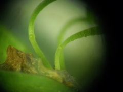 Rumex thianschanicus