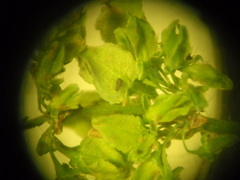 Rumex thianschanicus