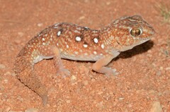 Chondrodactylus angulifer