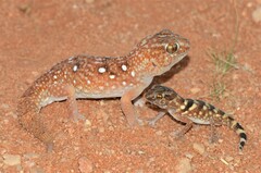 Chondrodactylus angulifer