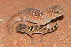 Chondrodactylus angulifer