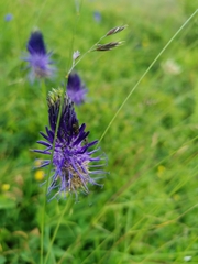 Phyteuma betonicifolium