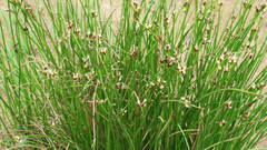 Juncus arcticus