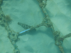 Notolabrus parilus