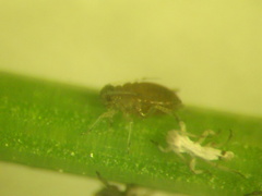 Aphis rumicis